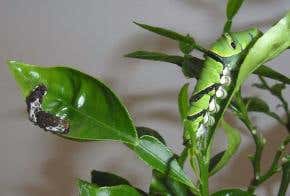 Bird poo camouflage for caterpillars unravelled