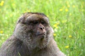 Monkeys tune in to your way of thinking