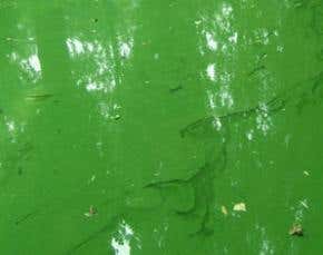 Algae hold the key to the biofuel conundrum