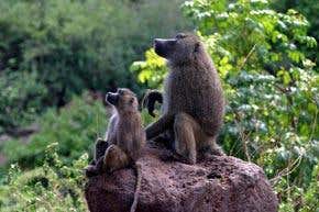 Stay-at-home baboon dads give kids a boost