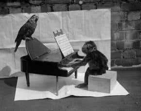 Music special: Are animals naturally musical?