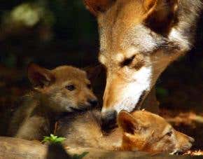 The decline, fall and return of the red wolf