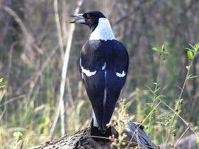 Do animals think like autistic savants?