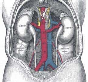 Organ transplants without lifelong immunosuppressants