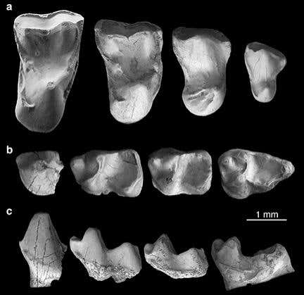 The primate's teeth indicate that it lived on a diet of fruit and berries