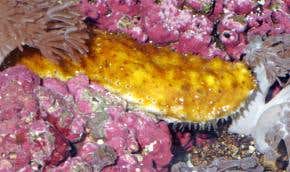 Floppy when wet: Sea cucumber inspires new plastic