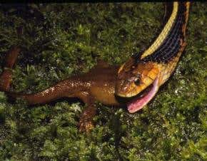 Toxic newts lose war against 'super-immune' snakes