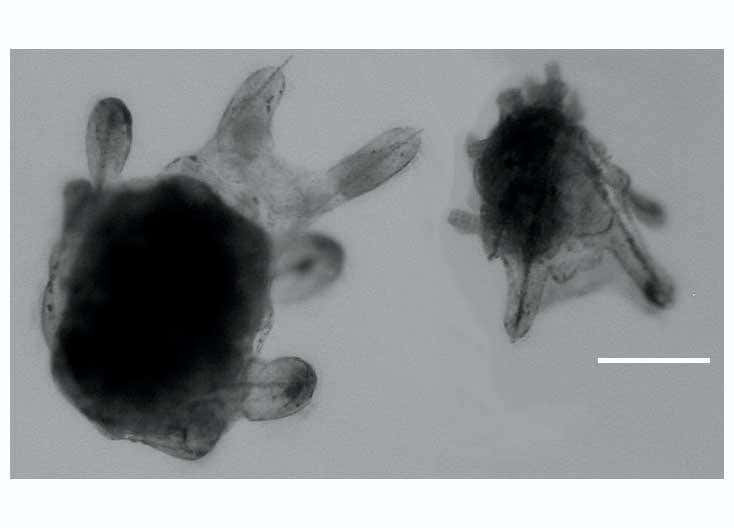 Creature clones itself to avoid becoming fish food