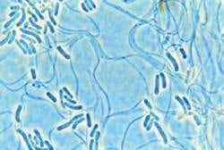 New Scientist. Science news and long reads from expert journalists, covering developments in science, technology, health and the environment on the website and the magazine.