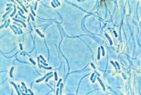 Hardy Earth bacteria can grow in lunar soil