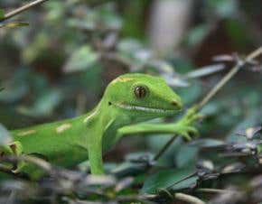 Acrobatic geckos steer with their tails