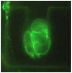 A growth solution flows past traps adding new cells to each growing tumour