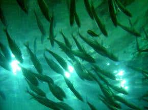 Fish stocks heading for wild swings in population