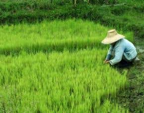 Major food source threatened by climate change