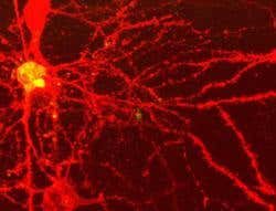 New Scientist. Science news and long reads from expert journalists, covering developments in science, technology, health and the environment on the website and the magazine.