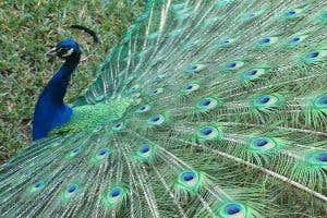 New Scientist. Science news and long reads from expert journalists, covering developments in science, technology, health and the environment on the website and the magazine.