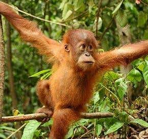 Did we learn to walk in the trees?