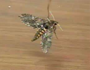 The cyborg animal spies hatching in the lab