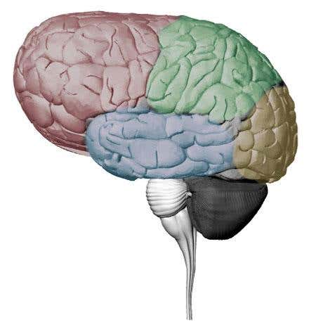 ...to a boskop brain (Images: A. Felch, J. Hylands, S. Gagnon, R. Granger)