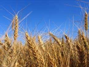 Killer wheat fungus threatens starvation for millions