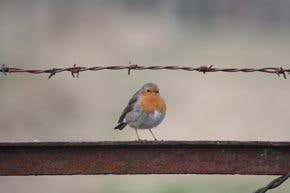 City songbirds are changing their tune