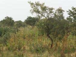 The Maradi Region in Niger; almost barren in 1985, it now grows a high density mix of trees, bushes, grasses and crops (courtesy Chris Reij)