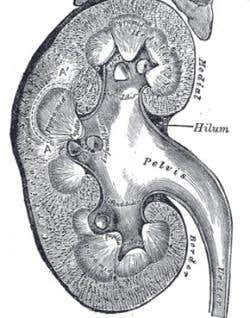 New Scientist. Science news and long reads from expert journalists, covering developments in science, technology, health and the environment on the website and the magazine.