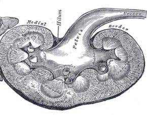 'Repaired' kidneys could ease organ shortage