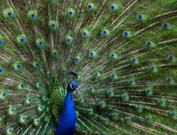 New Scientist. Science news and long reads from expert journalists, covering developments in science, technology, health and the environment on the website and the magazine.