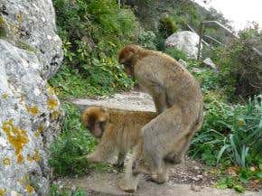 Monkeys eavesdrop on neighbours' orgasmic cries