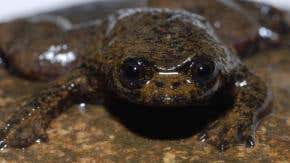 World's only lungless frog leaves scientists gasping