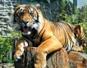 Captive tigers roar ahead in stud potential