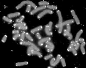 Complete 'cookbook' for running a genome published