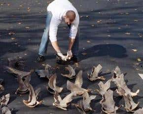 US to end controversial shark 'finning'