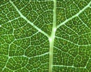 City road networks grow like biological systems