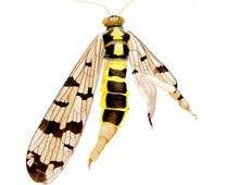 Insects left disfigured by nuclear radiation