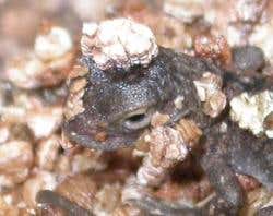 A newborn dragon lizard 