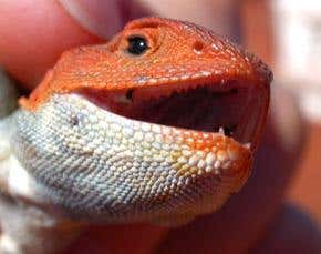 Female lizards desire males of many colours