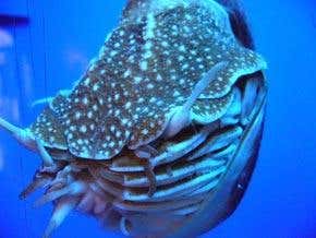 Nautilus: Chambers of secrets