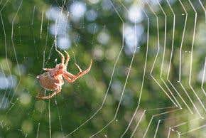 Web 'art' may help keep spiders fit