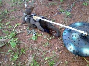 Mongoose-robot duo sniffs out landmines