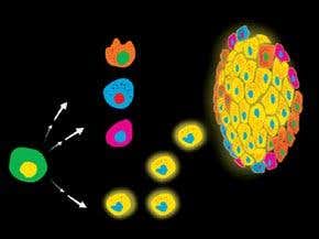 How stem-cell advances will transform medicine