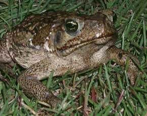 'Teacher toads' could be deployed as bioweapons