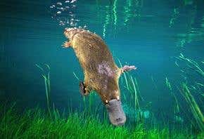 Platypus genome is as weird as its looks