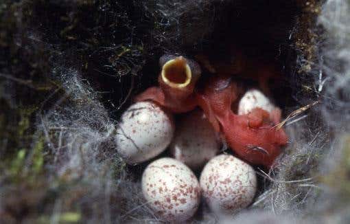 Syncronisation between the date of hatching and the date of caterpillar peak abundance in the environment is very important for the survival prospects of tit nestlings