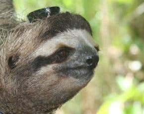 Wild sloths are no sleepyheads after all