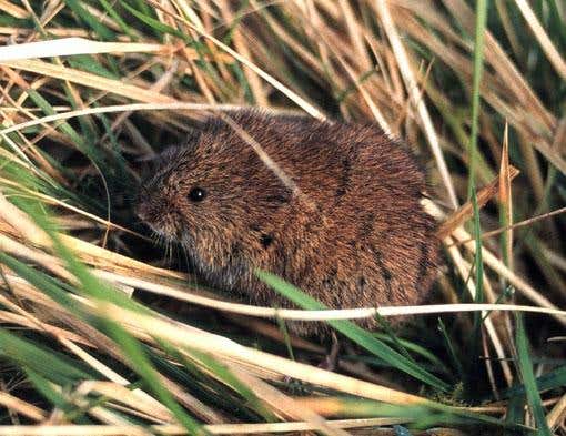 Grass's secret weapon is a bellyache for rodents