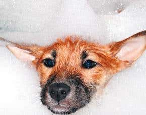 Insecticides in pet shampoo may trigger autism