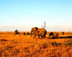 New Scientist. Science news and long reads from expert journalists, covering developments in science, technology, health and the environment on the website and the magazine.