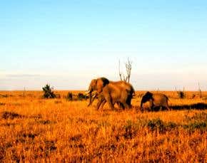 Global biodiversity slumps 27% in 35 years